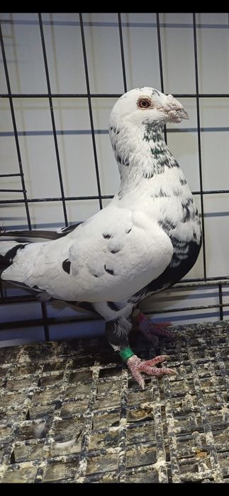 Gołębie Pocztowe tygrysy, mulemansy