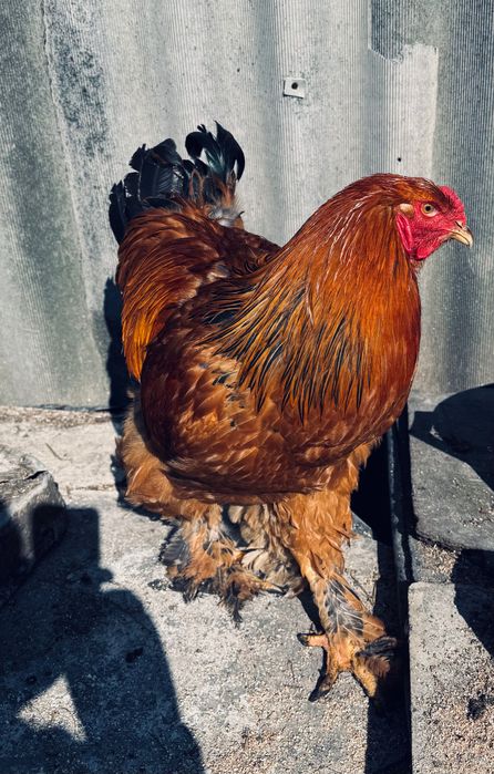 Продаються півні породи: кохінхін, брама та інкубаційне яйце.