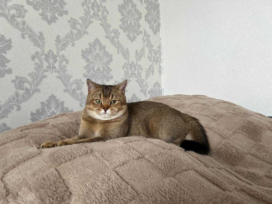 В'язка котів. Шотландський прямовухий кіт, золота шиншила