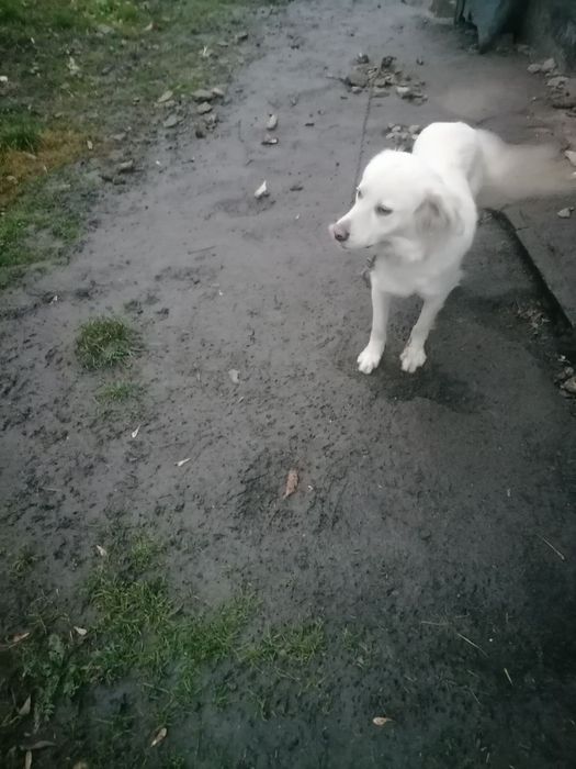 Віддам в добрі руки собак