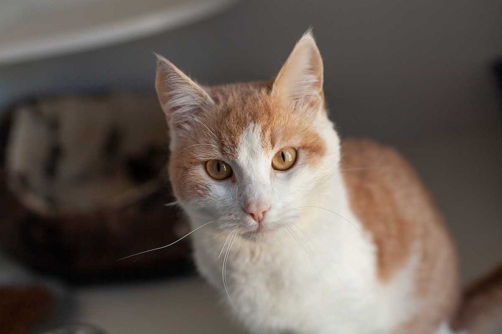 Віддам у добрі руки