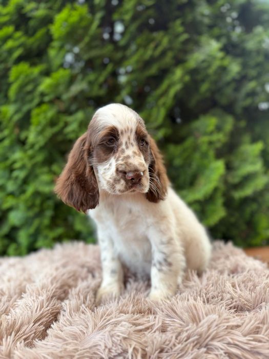 Cocker spaniel angielski Piesek