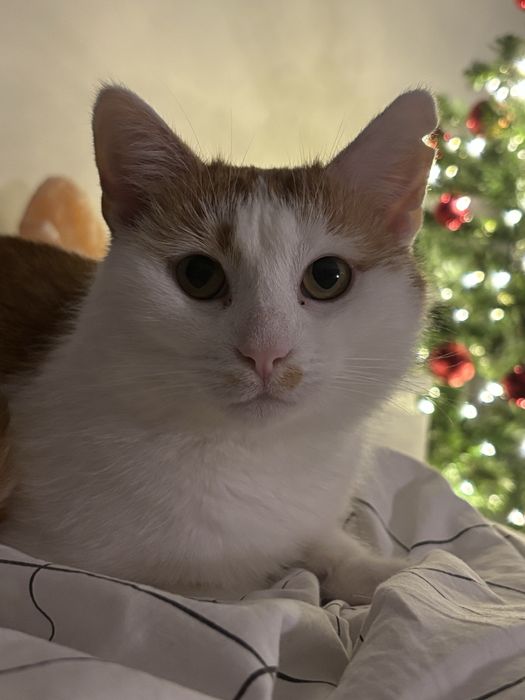 Maślaczek szuka dobrego domu