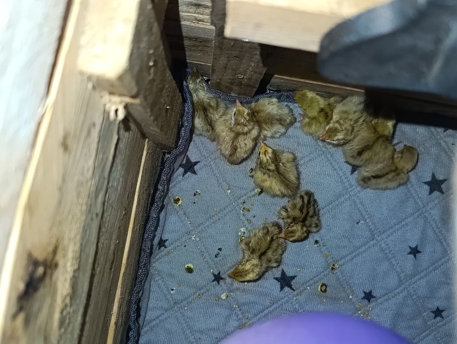Ovos de codorniz celadon