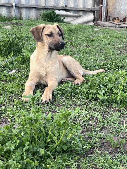 Рыжулька в хорошие ручки!