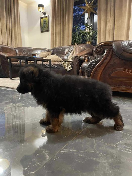 Owczarek Niemiecki długowłosy czarno podpalany suczka