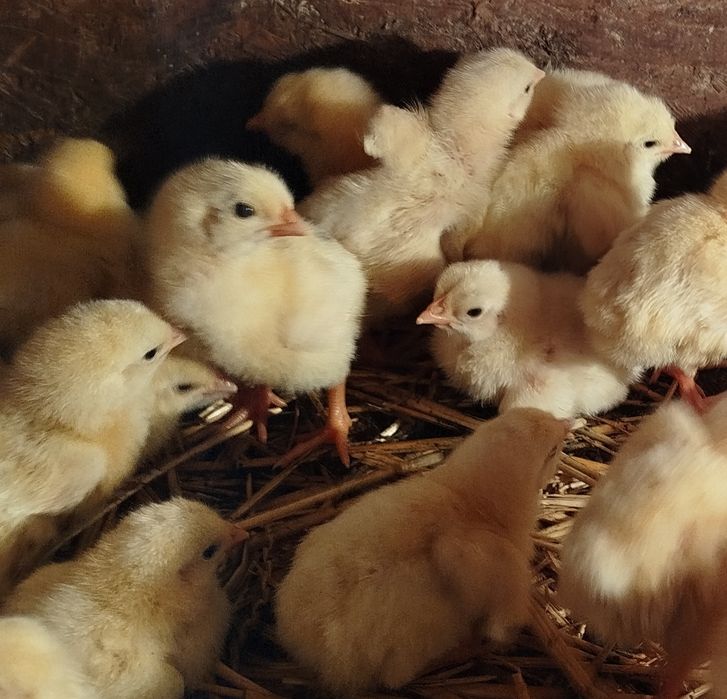 Продам  4-х денні бройлери