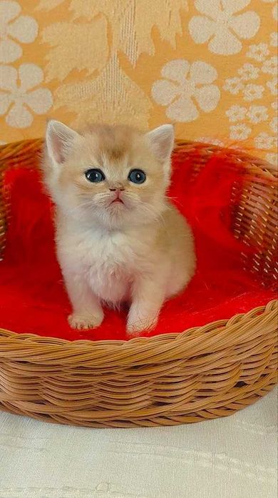 Шотландские котята (ЗОЛОТАЯ ШИНШИЛЛА)