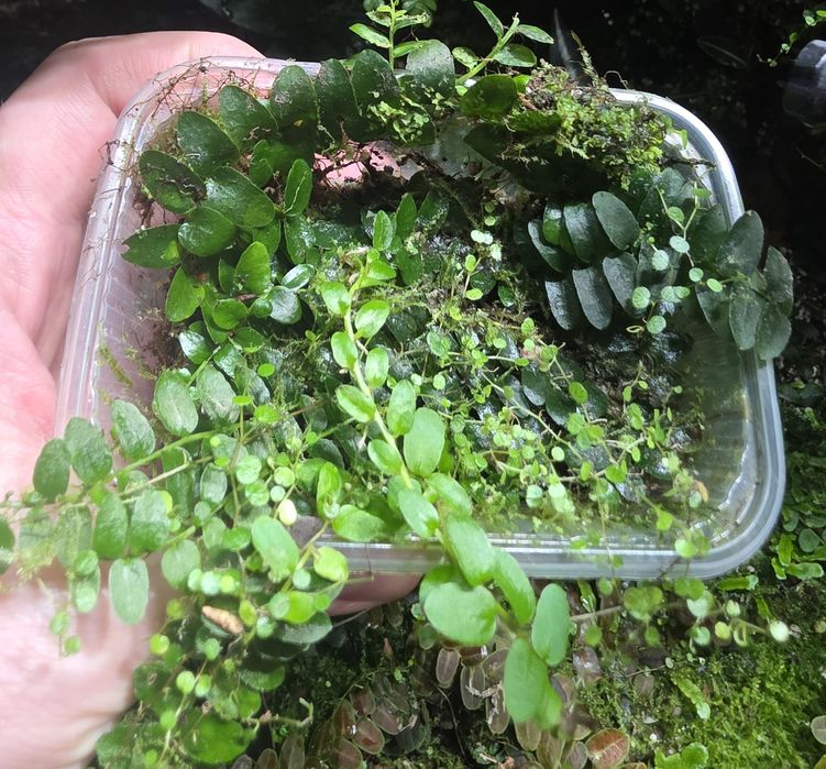 Rośliny tropikalne do terrarium, paludarium, pnącza, mchy i wątrobowce