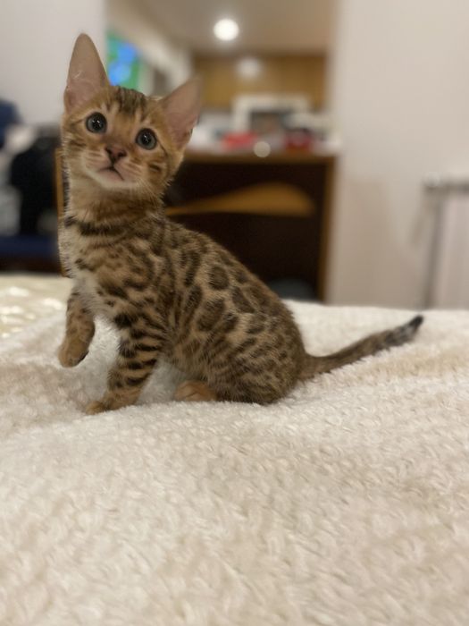 Gatinho Bengal Spotted Tabby Brown
