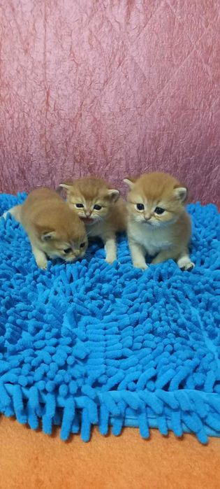 Продаж Кошенят Британська Золота Шиншила