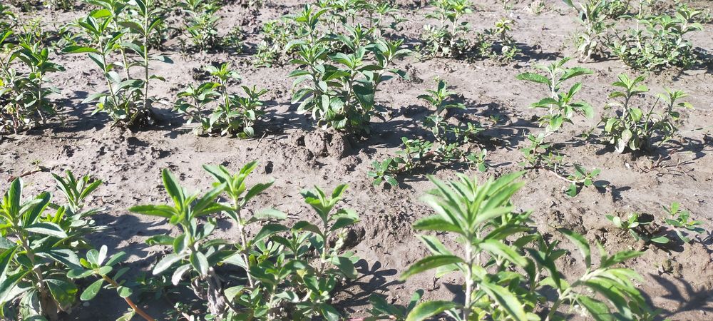 Рослина СТЕВІЯ ...