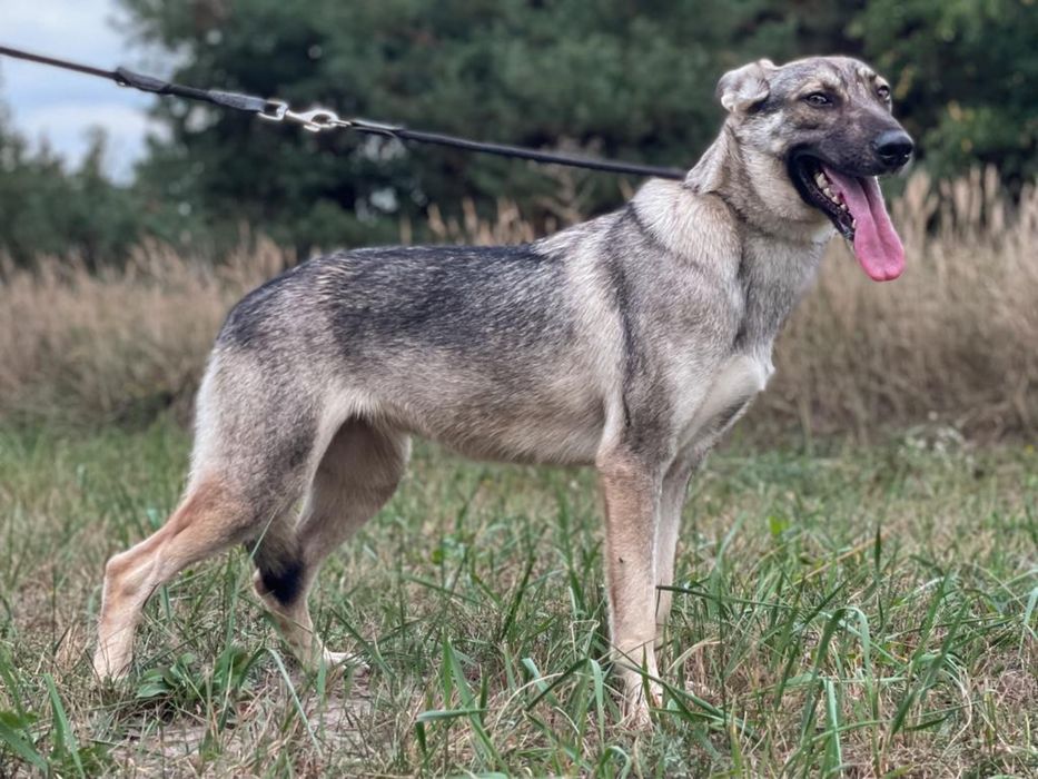 SAMBA - urocza wilczata dama do adopcji
