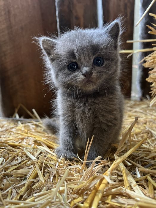 Кошенятка шукають родину