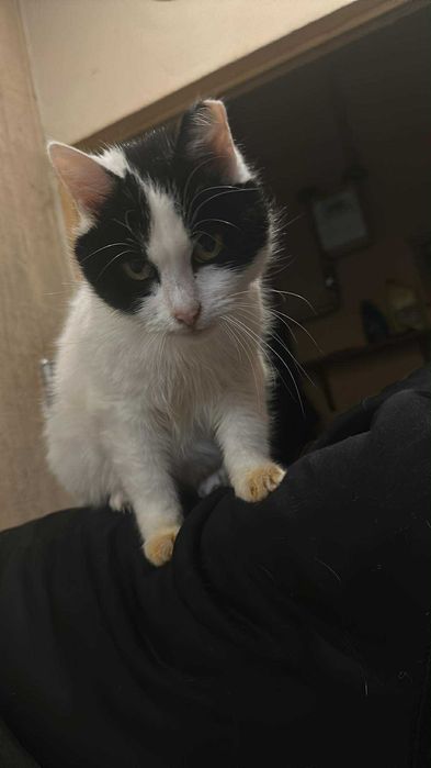 Kotka Niusia szuka domu, kocha pieski i kotki