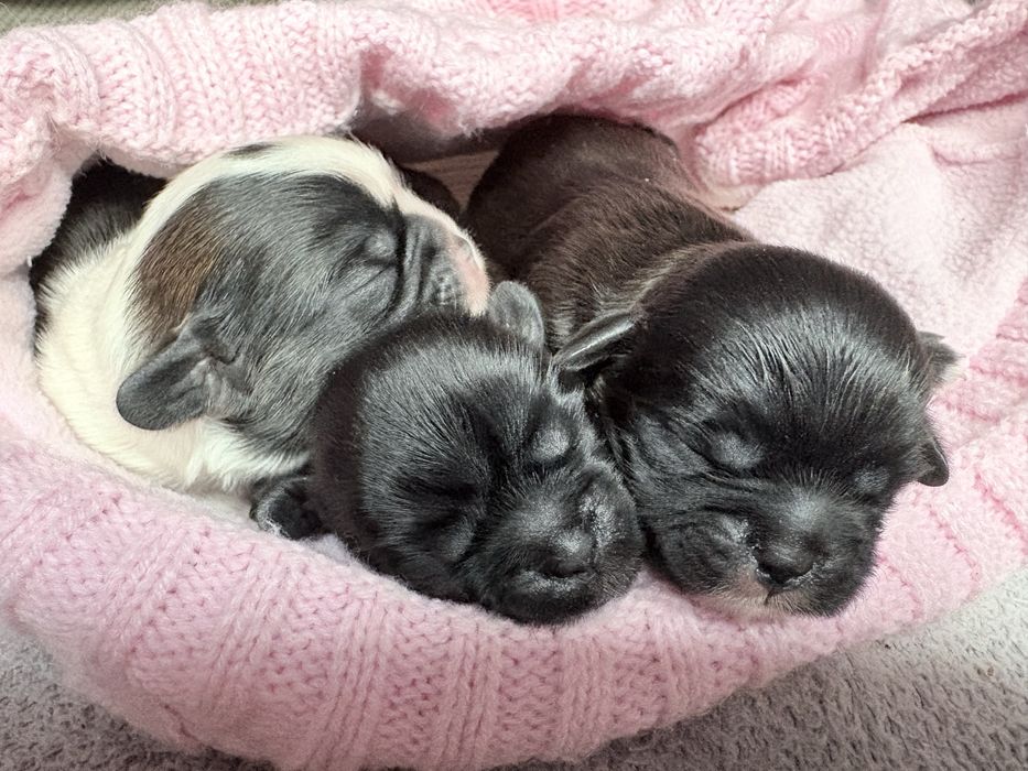 Chlopcy Shih-tzu