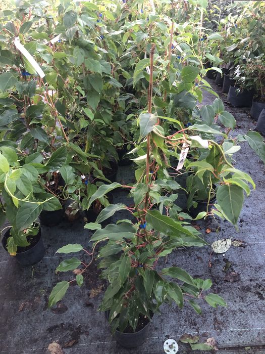 Актинідія 3 річна. Морозостійкі сорти