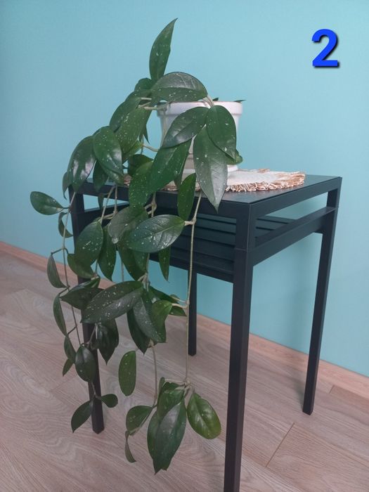 Hoja kwiat doniczkowy, roślina pokojowa