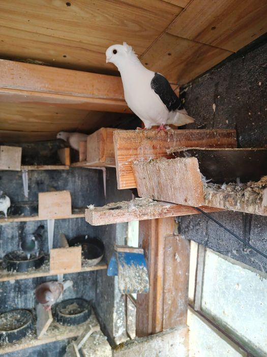 Gołębie pocztowe i mewka