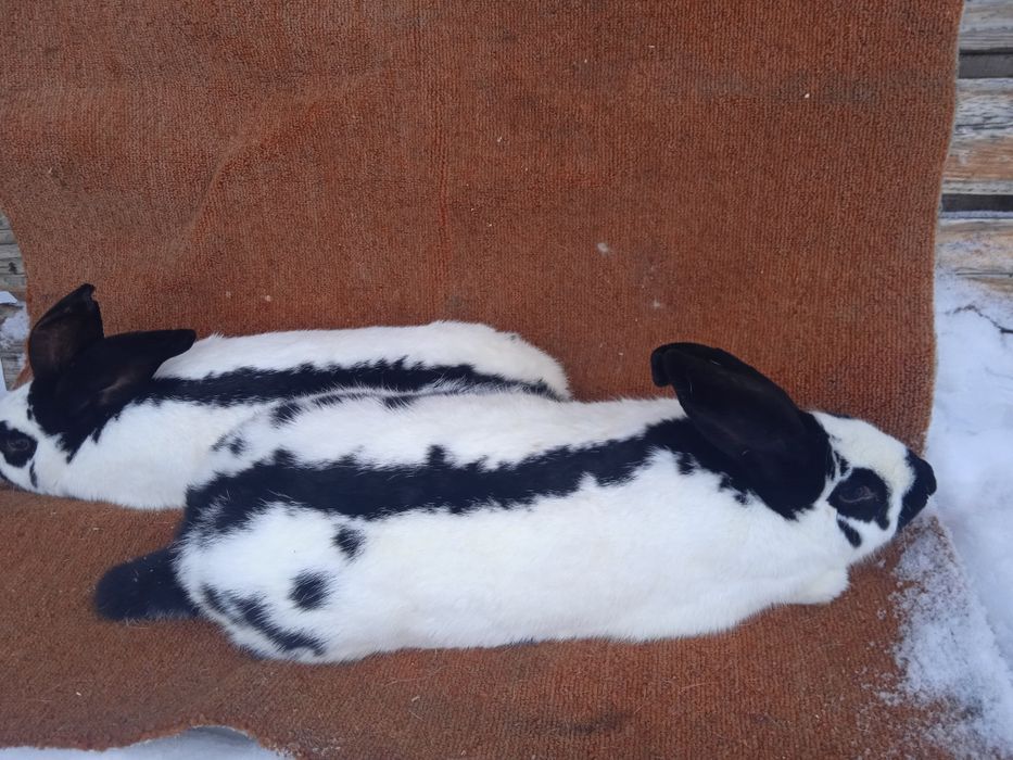 Кролі кроликів кролеків