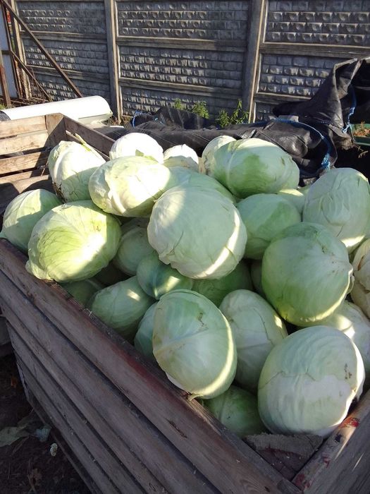 Kapusta biała paszowa