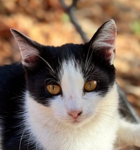 Кошеня 5 міс дівчинка стерилізована