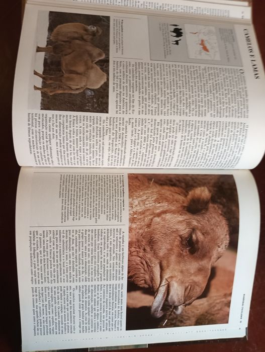 Mamíferos ungulados e lagomorfos; 	Coleção Animais de todo o Mundo*