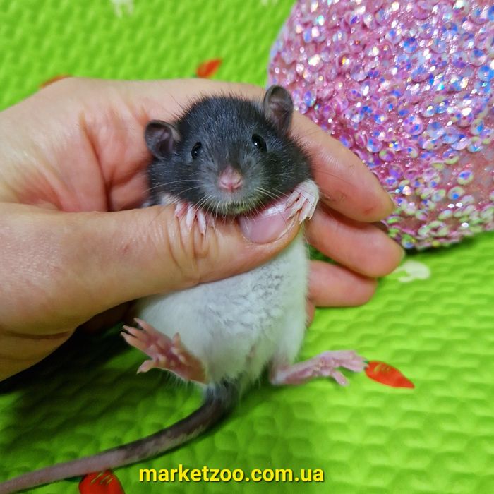 Маленька дівчинка гола 