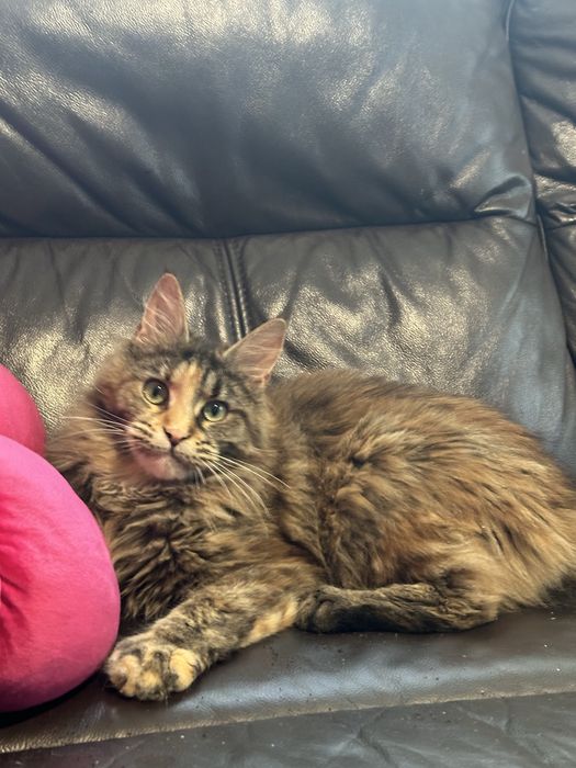 Kotka maine coon z rodowodem na sprzedaz