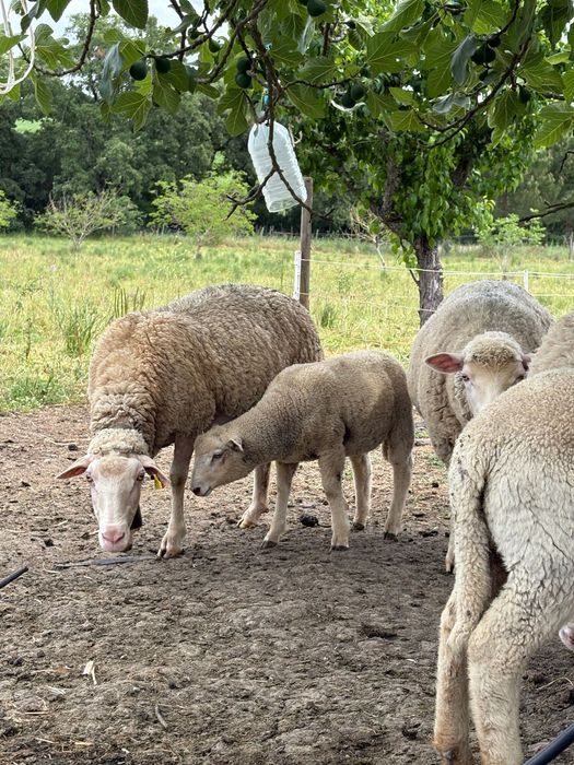 Borrega e borrego cruzados de merino