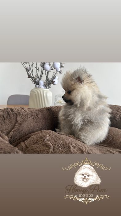 Fantastyczne Szczeniaki  Pomeranian Szpic Miniaturowy Miś