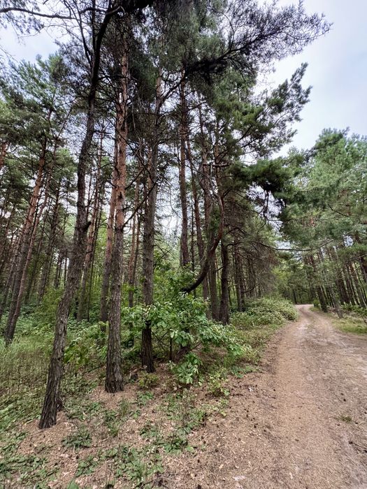 Продаж ділянки від 40 соток до 10Га. с. Ясногородка Киівська область