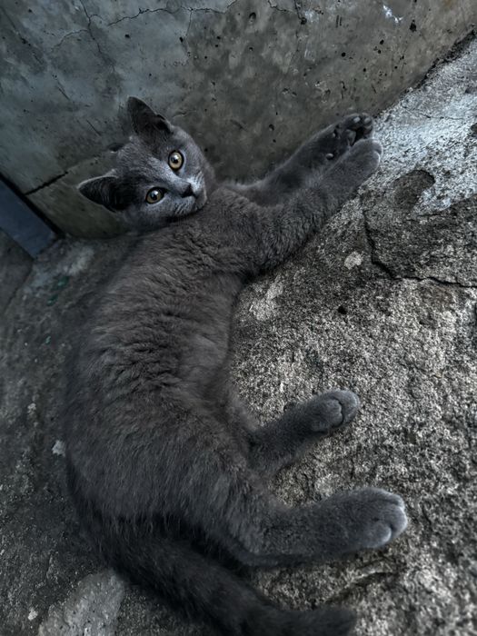 Продам кошеня   Британський прямовухий  хлопчик