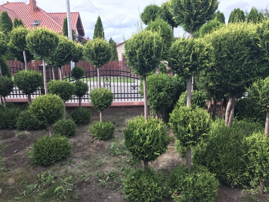 Tuja formowana BONSAI wysokość 150-300cm.