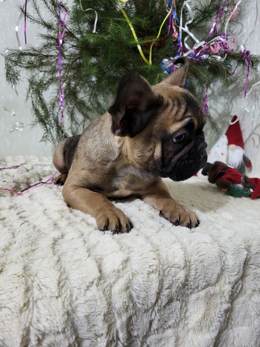 Французький бульдог