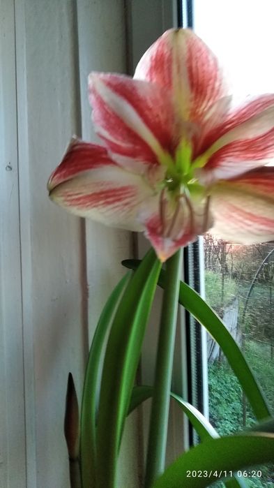 Гіппеаструм(насіння)