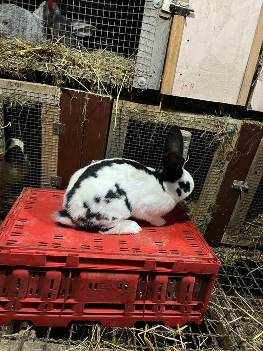 Krolik sameic srokacz niemiecki