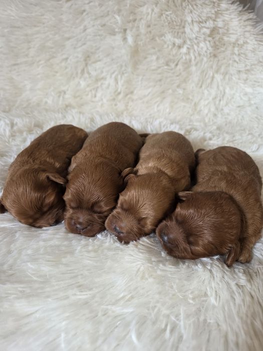 Cavapoo szczeniak cavalier & pudel