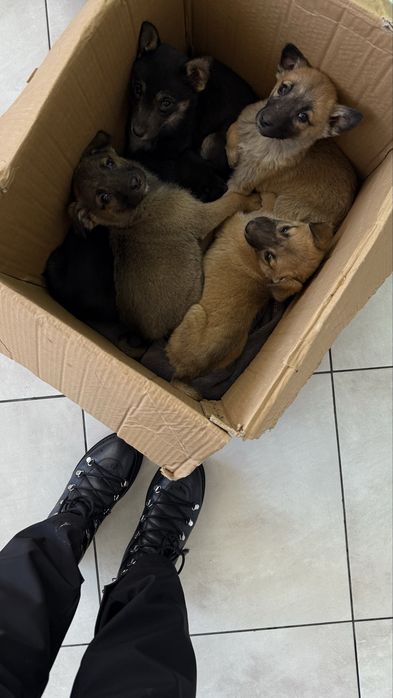 Цуценята шукають дім