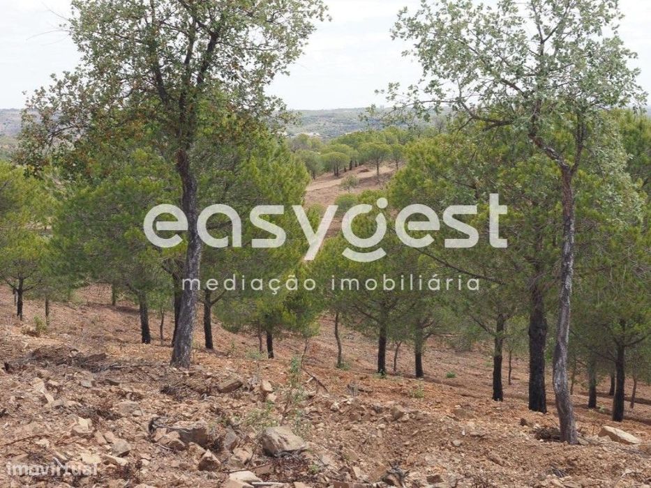 Terreno agrícola com pinheiros, oliveiras e sobreiros em Atalaias