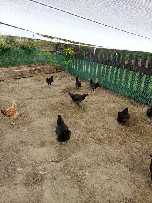 Kury nioski, Australopy, cemani