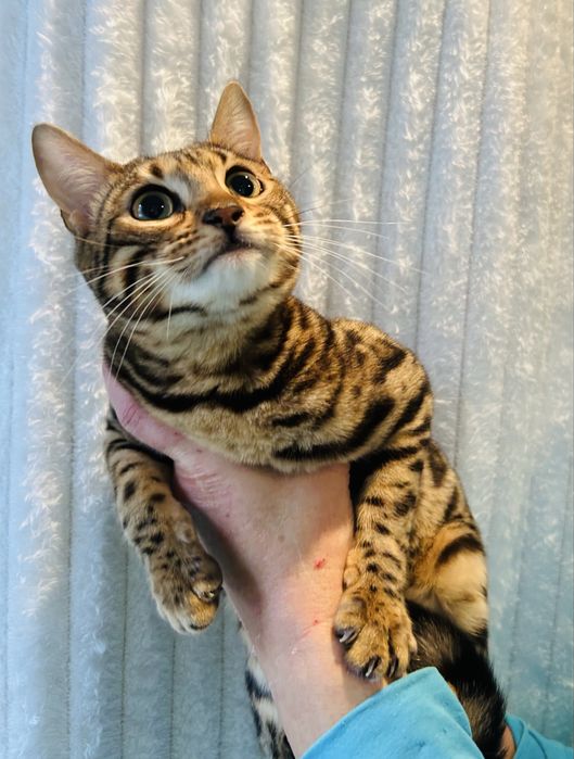 Kotka Bengal do hodowli i wystaw. TICA
