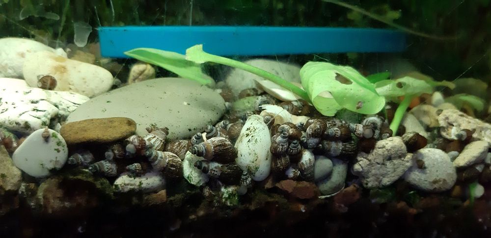 Улитки грунтовые