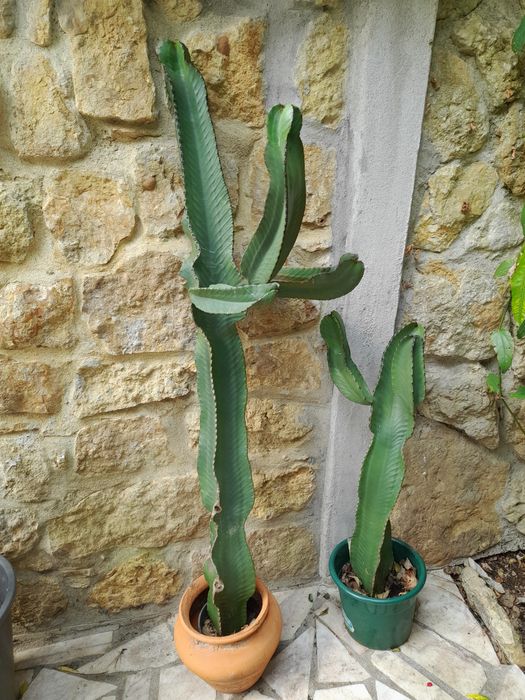 Planta de interiores ou exteriores.cato mexicano .