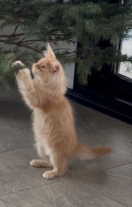 Мейн-Кун Мальчик ,RED SMOKE,котята