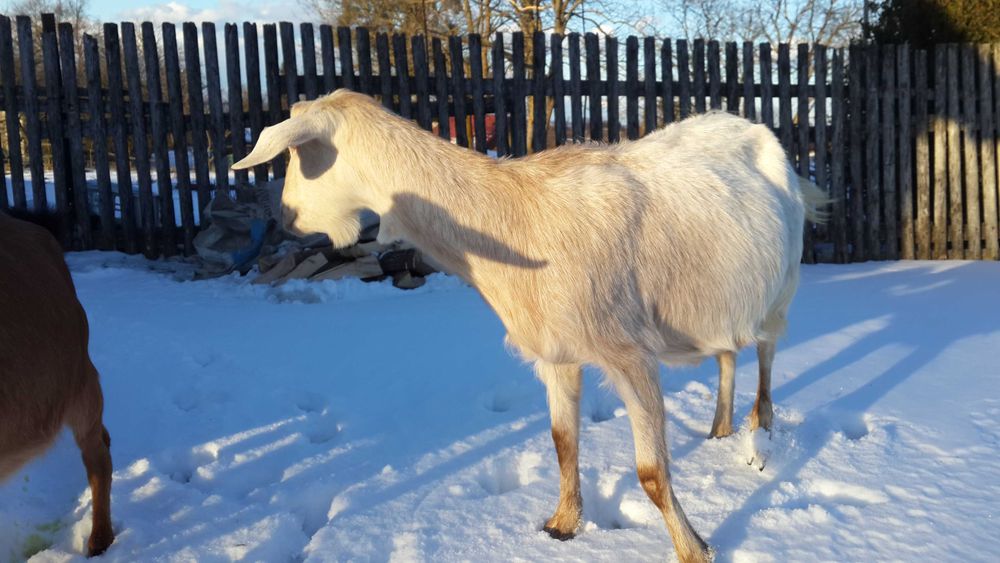 Коза Лексі заанської крові. 2.5р. с.Ясенів