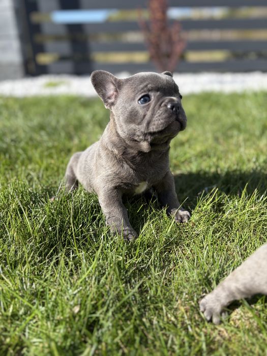 Buldog francuski
