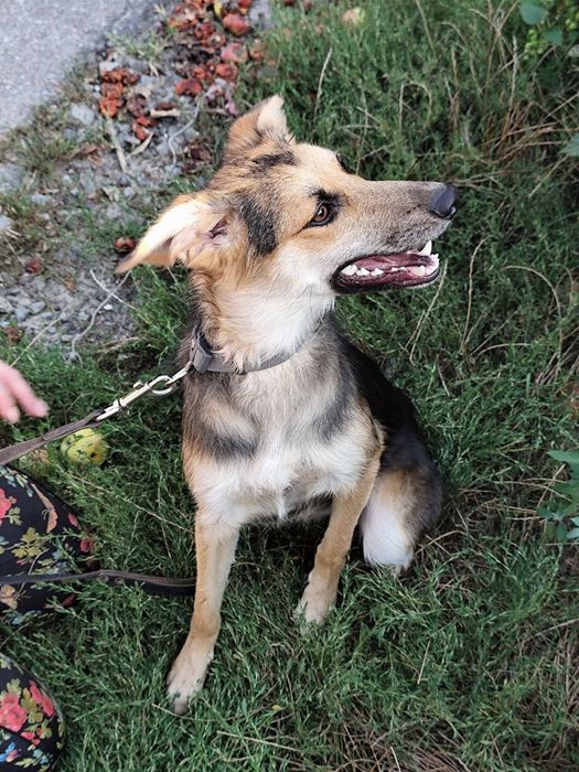 Цуценята в добрі руки.