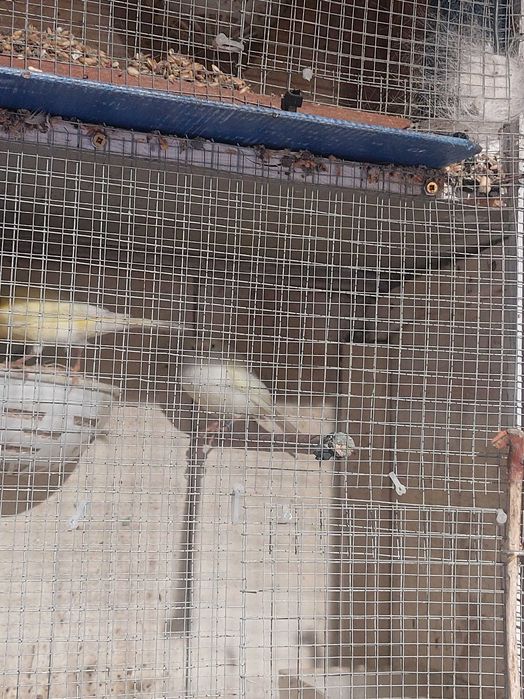 9 canarios (desistencia)