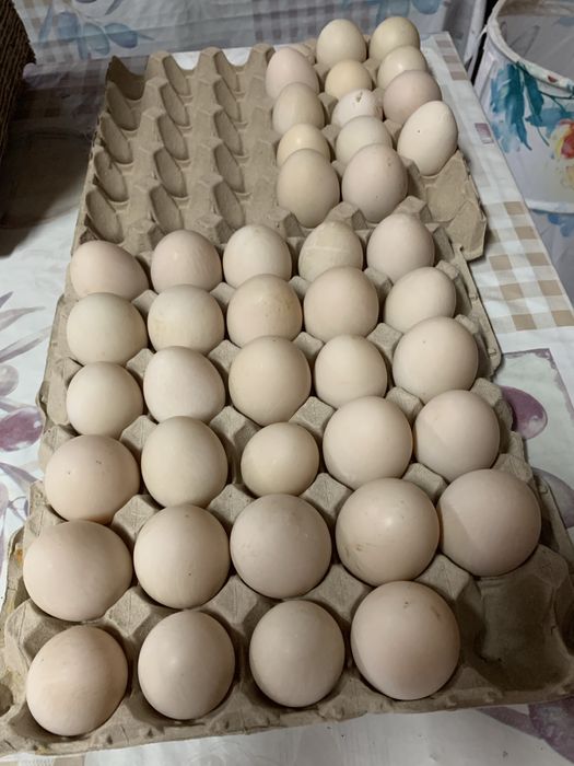 Ovos de pata caseiros 4.00 a dúzia